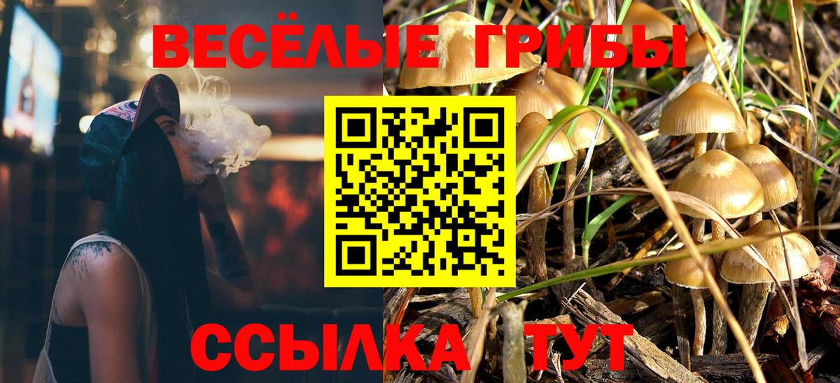 Псилоцибиновые грибы Psilocybine cubensis Сургут